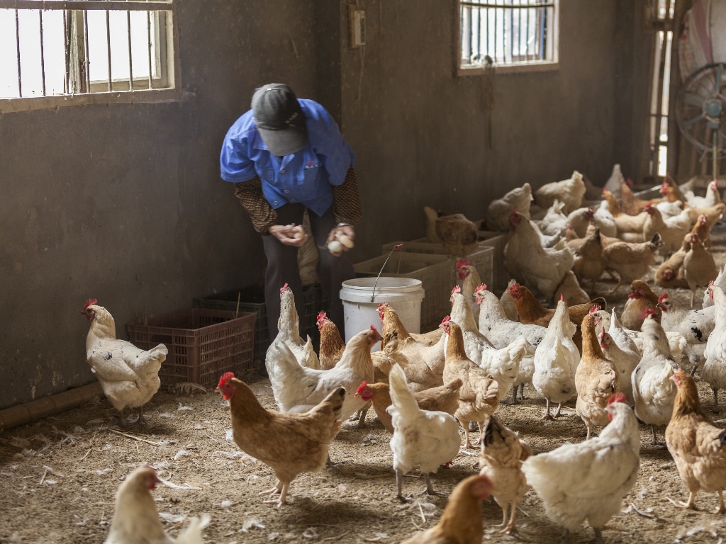 Zoom sur l’elevage des poules pondeuses Poulailler