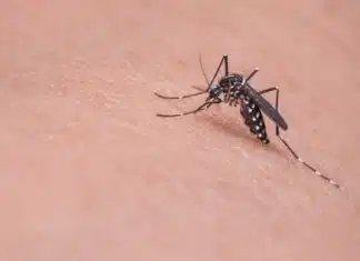 un moustique